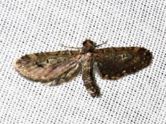Eupithecia infelix