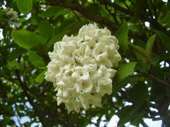 Viburnum carlcephalum