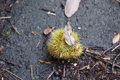 Castanea crenata