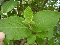 Viburnum carlcephalum