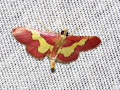 Bostra xanthorhodalis