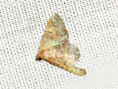 Cerynea thermesialis