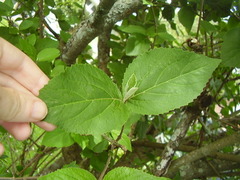 Viburnum carlcephalum