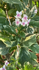 Pseuderanthemum carruthersii