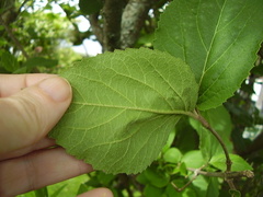 Viburnum carlcephalum