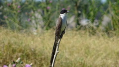 Tyrannus savana