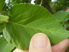 Viburnum carlcephalum