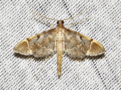 Dolicharthria lanceolalis