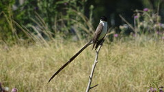 Tyrannus savana