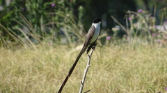Tyrannus savana