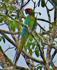 Great Green Macaw photo 4