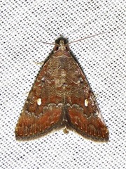 Amyna axis