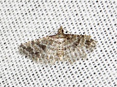 Alucita spicifera