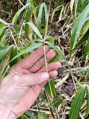 Pleioblastus fortunei