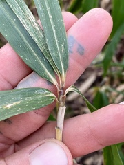 Pleioblastus fortunei