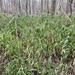 Pleioblastus variegatus - Photo (c) Jason Ksepka, algunos derechos reservados (CC BY), subido por Jason Ksepka