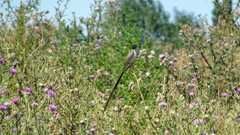 Tyrannus savana