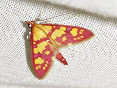 Stenochora lancinalis
