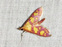 Stenochora lancinalis