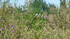 Tyrannus savana