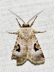Ariathisa abyssinia