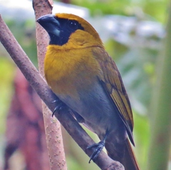 Caryothraustes poliogaster