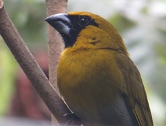 Caryothraustes poliogaster