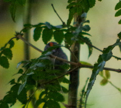 Myiothlypis coronata
