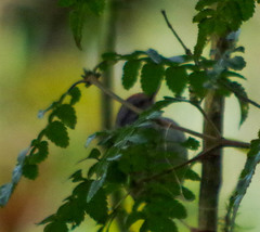 Myiothlypis coronata