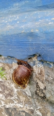Lissachatina fulica