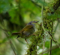 Myiothlypis coronata