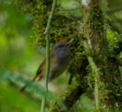 Myiothlypis coronata