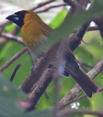 Caryothraustes poliogaster