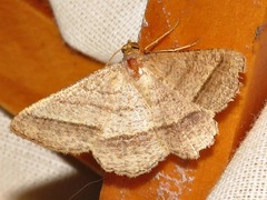 Isturgia catalaunaria