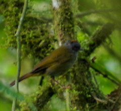 Myiothlypis coronata