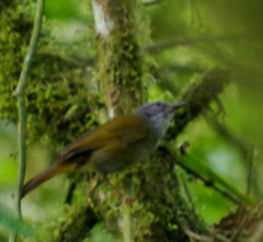 Myiothlypis coronata