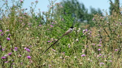 Tyrannus savana