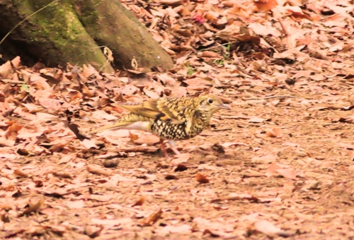 White's Thrush (Zoothera aurea), photo 9