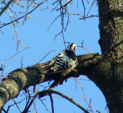 Dendrocopos leucotos