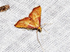 Endotricha erythralis