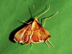 Endotricha erythralis