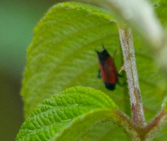 Cardioscarta flavifrons