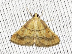 Stemmatophora depressalis