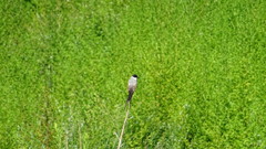 Tyrannus savana