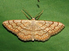 Scopula sinnaria