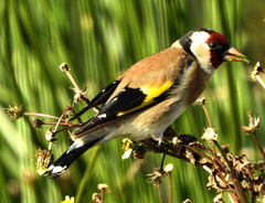 Carduelis carduelis