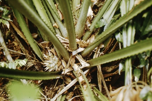 Disteganthus lateralis · iNaturalist