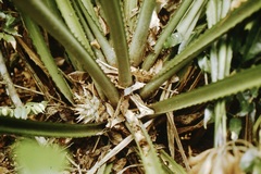 Disteganthus lateralis