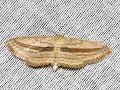 Scopula bigeminata