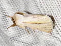 Polienus capillatus